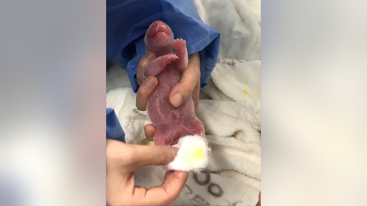 This photo provided by the Berlin Zoo on Monday, Sept. 2, 2019, shows one the newborn panda twins during its first care at the zoo. Female Panda Meng Meng gave birth to two panda babies in Berlin Zoo on Saturday evening Aug. 31, 2019. (Zoo Berlin/Zoologischer Garten Berlin via AP)