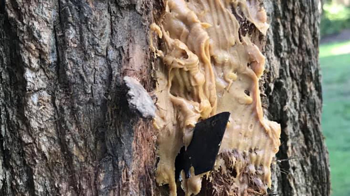 Authorities collected evidence of an individual regularly baiting a razor blade with peanut butter to attract squirrels in Goodwill Park on Cape Cod.