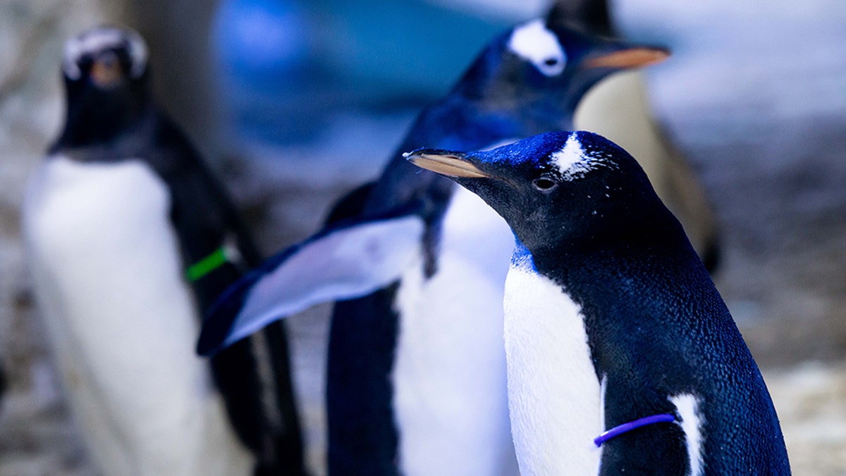 The penguin, pictured here with its purple armband, has not yet been named, according to the aquarium. 