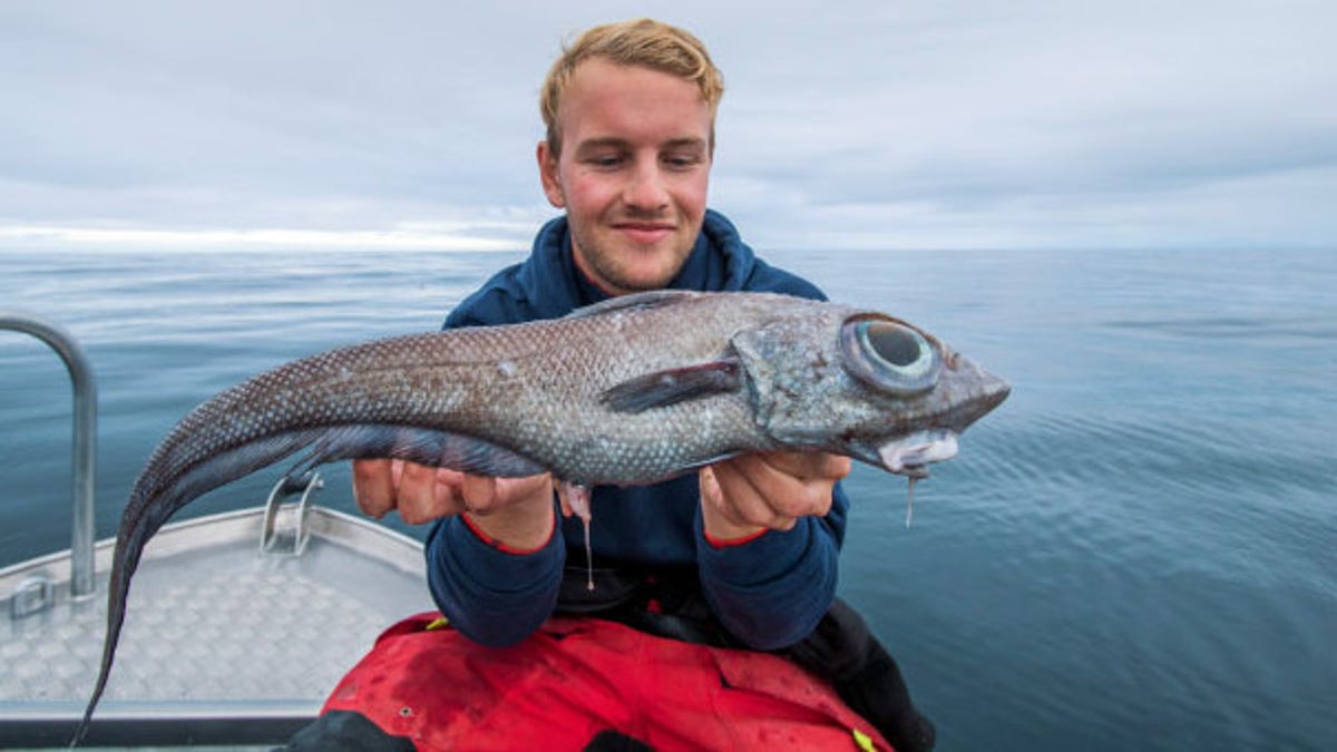Ratfish caught near Norway 2