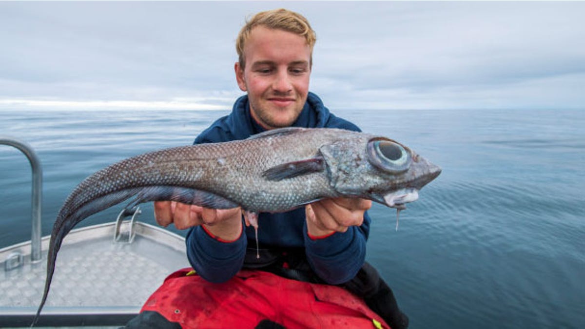 Ratfish caught near Norway 2