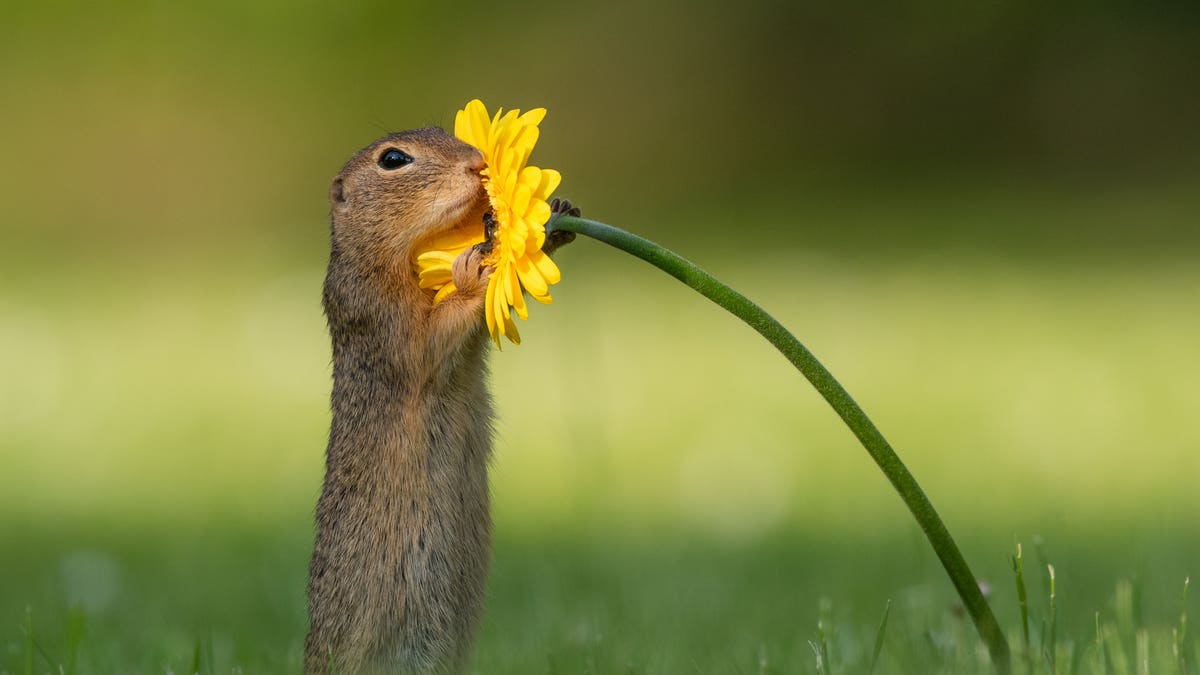 The squirrel was looking for the tastiest flower. (SWNS)