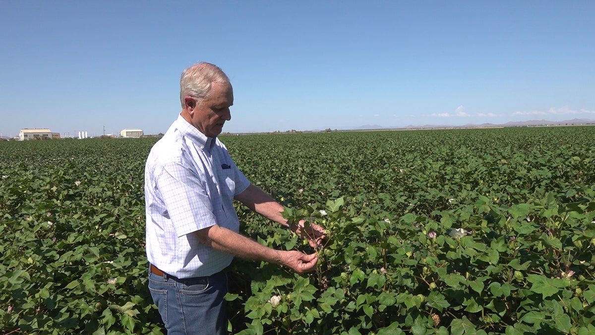 Arizona farmer Dan Thelander examines his cotton crop.