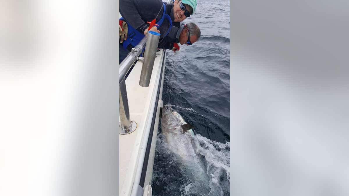 The tuna reportedly weighed 600 pounds and measured about 8.5-feet-long.