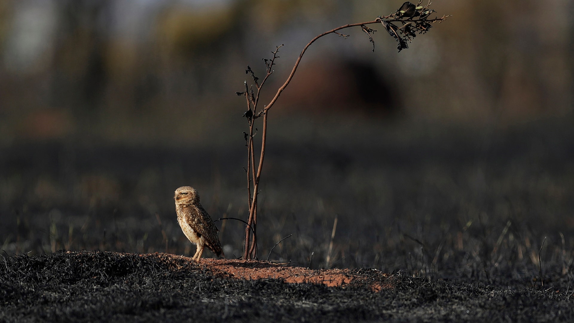An owl stands in a field after a fire in a savanna in the neighborhood of Jardim Mangueiral, 20 km. from Brasilia, Brazil, Sept. 17, 2019. 