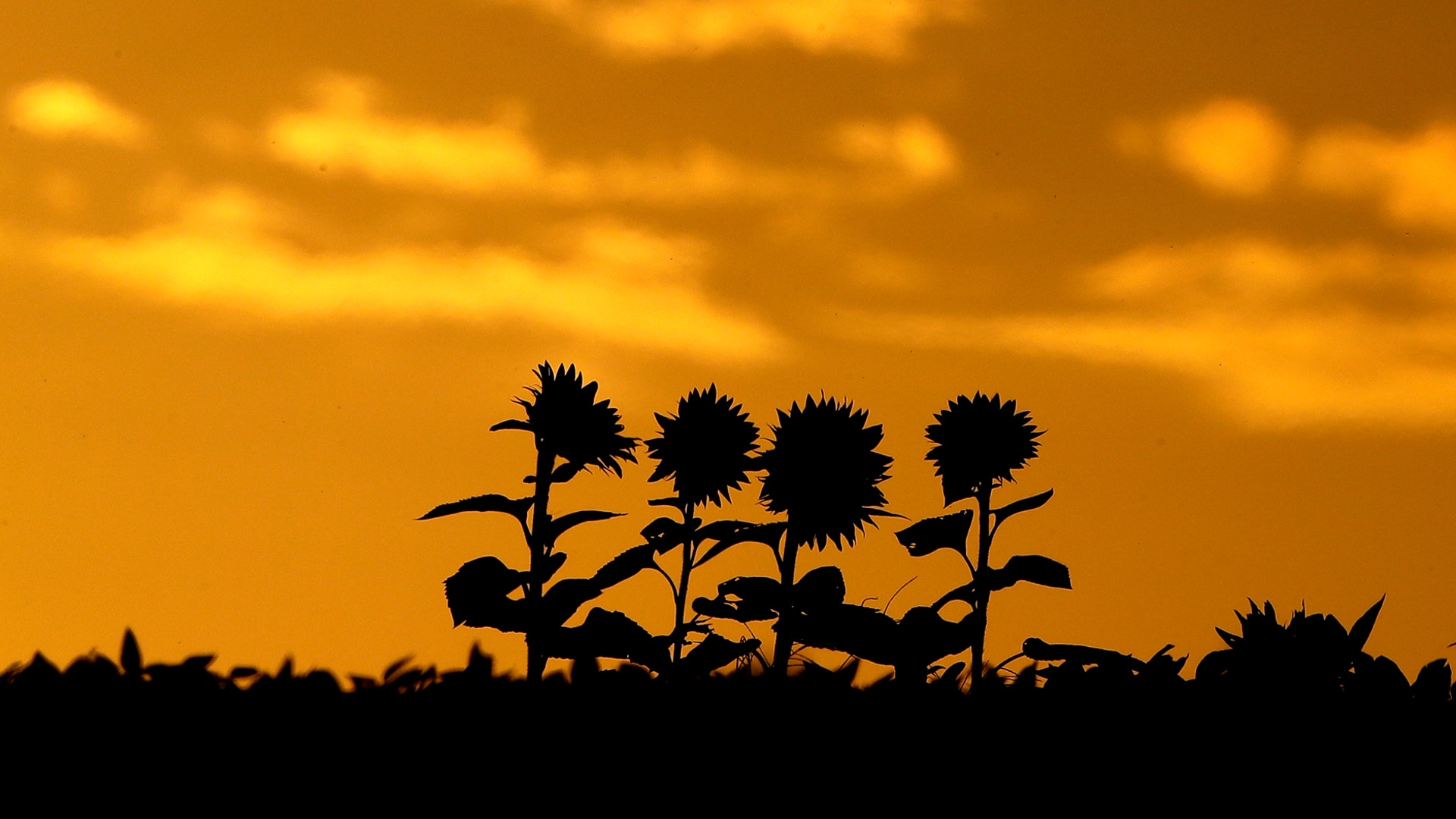 Four sunflowers stand above the rest of a field at Grinter Farms in Lawrence, Kansas, Sept. 13, 2019. 