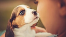 Man hates dogs, gets slammed on Reddit for cursing out pet owner in dramatic park incident