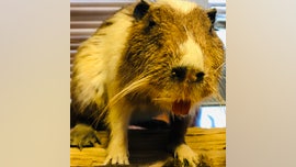 Rodent anyone? Louisiana company turns invasive swamp rodents into dog treats