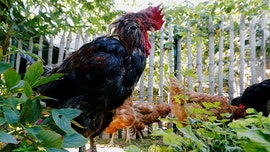 French rooster cleared by court after lawsuit accused him of making too much noise