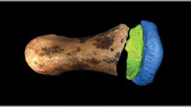 Ancient Denisovan finger bone seen as surprisingly 'humanlike,' scientists say