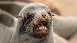 Angry seal 'helps' Australian police bust drug smuggling ring