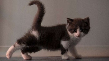 China creates first cloned kitten: 'Meets the emotional needs of young generations'