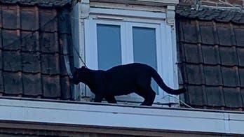 Black panther caught prowling French rooftops stolen in zoo break-in