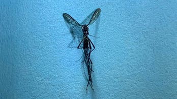 Nebraska officials say mosquito that can spread Zika, yellow fever found in state for first time