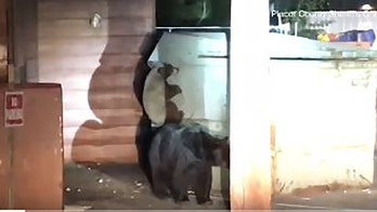 WATCH: Deputies spring bear cub from dumpster after mama bear, other cub fall short