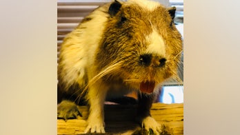 Rodent anyone? Louisiana company turns invasive swamp rodents into dog treats