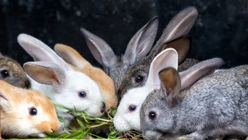 Vegan activist rescues 16 rabbits, leading to death of nearly 100 baby bunnies in Spain, report says