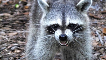 Raccoon in New Jersey attacks 2 people, chases kids, charges at cops, reports say