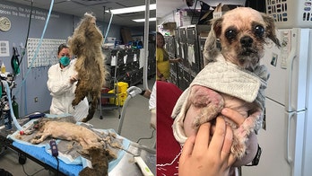 Rescued dog has 9 pounds of matted hair removed from 11-pound body: 'She seems like a whole new dog'