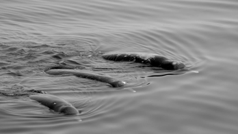 New species of whale discovered on the Japanese coast