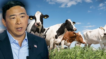 Andrew Yang floats hiking beef prices to 'modify' American diets in bid to address climate change