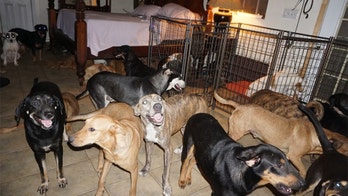 Hurricane Dorian: Bahamas resident brings 97 dogs inside single home to protect them from storm