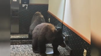 Black bear gets stuck in hotel's women's bathroom