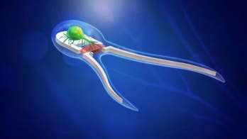 Tiny ‘biohybrid’ robots directed by muscles and nerves built by researchers