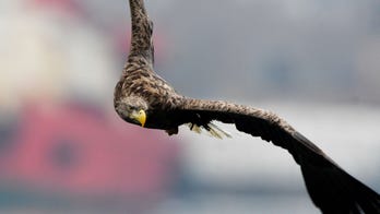 North American bird population has dropped by 3 billion since 1970, study reveals