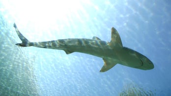 Dead shark 'paraded' through town at British seafood festival sparks debate