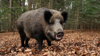 Italian man accidentally shoots, kills father during boar hunt: reports