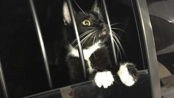 Cat mistaken for burglar, gets 'detained' by police