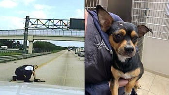 Florida cop stops busy highway to rescue dog hit by car