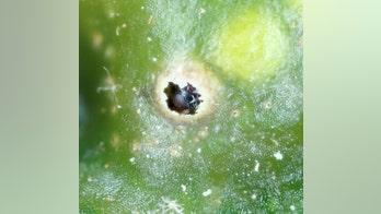 'Crypt-keeper' wasp able to control the minds of its victims