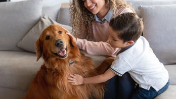A third of pet owners prefer their animals to their children, survey finds