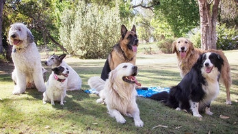 Dogs in Utah infected with bacterial disease that can spread to humans, officials say