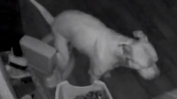 Dog caught using training potty, shocks owners in viral video