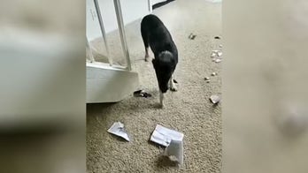 Dog caught destroying book about, oops, canine training