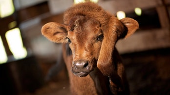 Louisiana couple rescues rare calf born with fifth leg on head: 'She’s a little spitfire'