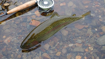 Colorado wildfire killed 80 percent of river's fish population