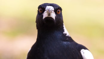 Australian man, 76, dies in swooping magpie incident, police say