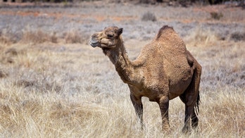 Minnesota zoo worker hospitalized after camel bites head, drags him