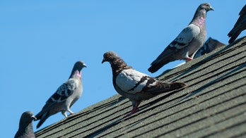 China bans flying pigeons, drones as Beijing preps for 70th anniversary military parade