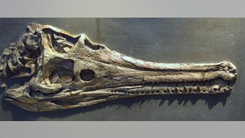 Mysterious 180M-year-old Jurassic-era crocodile identified