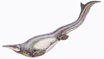 66 million-year-old sea monster had unfair advantage: It 'swam unlike anything else'