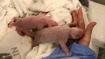 Adorable pink panda cubs born at Berlin Zoo
