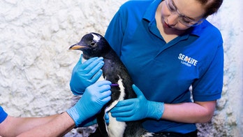 'Genderless' penguin to be raised by same-sex couple at London aquarium