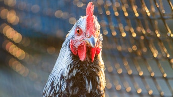 Irish rooster with a violent past kills man with attack to the back of his leg, court says