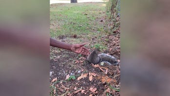 Squirrel tugging on woman's pants led her to its injured baby: report