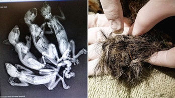 Baby squirrels found on Connecticut train tracks with tails 'braided' together in suspected animal abuse